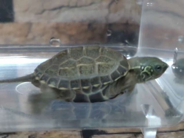 ゼニガメ