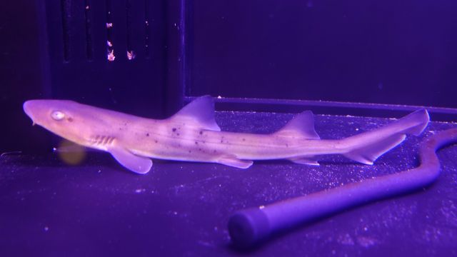 ドチザメ サメ 海水魚 生体 観賞魚 ☆ドチザメ ☆海水魚アクアリウム 
