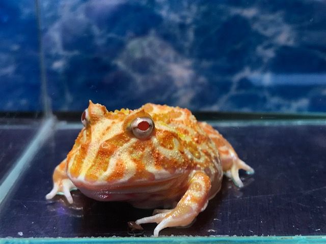 クランウェルツノガエル アルビノ] | ひごペットフレンドリー 【 公式