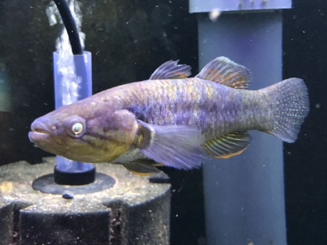 スネークヘッドガジョン　14cm位　熱帯魚　ダトニオ　アロワナ おさかなオンライン