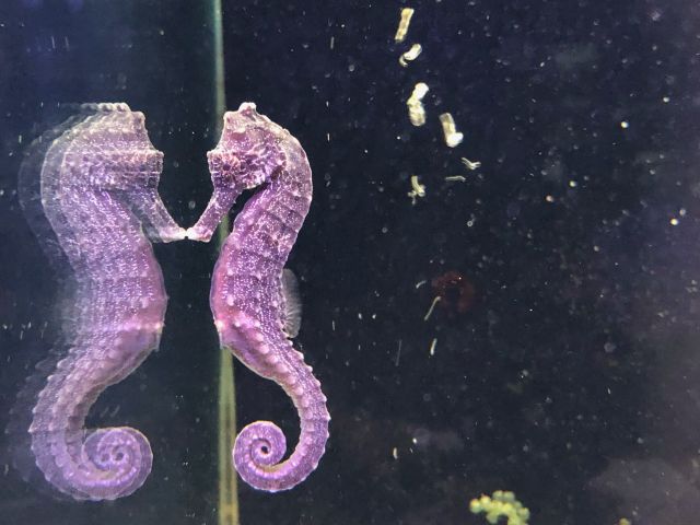 タツノオトシゴ[クロウミウマ カラー] | ひごペットフレンドリー