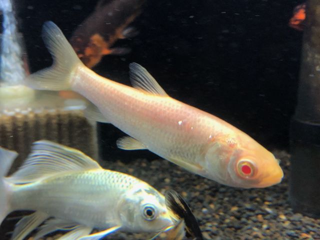草魚　アルビノ　淡水魚 楽天市場】(日淡)アルビノソウギョ （アルビノ草魚） （約12-15cm