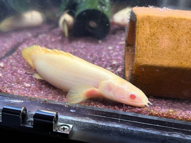 ポリプテルス　アルビノセネガルス ショートボディー　熱帯魚　大型魚 ポリプテルス・セネガルス・アルビノの飼育ガイド｜人気の恐竜魚！混泳
