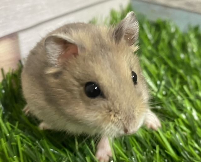 pet image