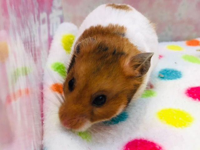 pet image