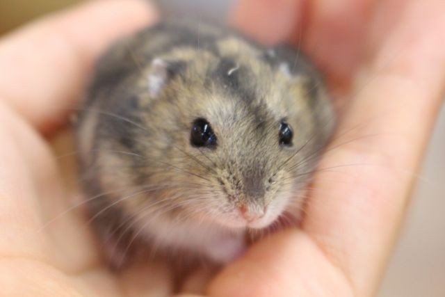 pet image