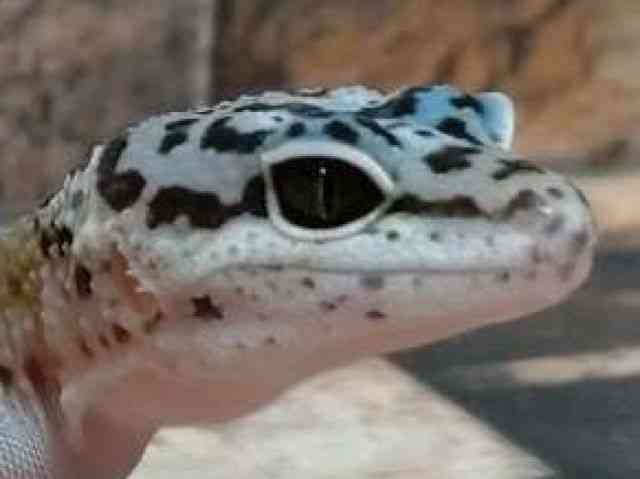 ヒョウモントカゲモドキ