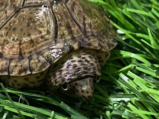 カブトニオイガメ
