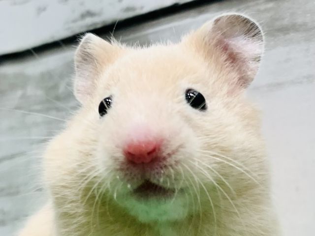
                    ゴールデン