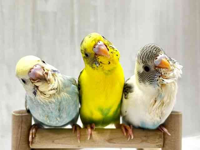 
                    セキセイインコ