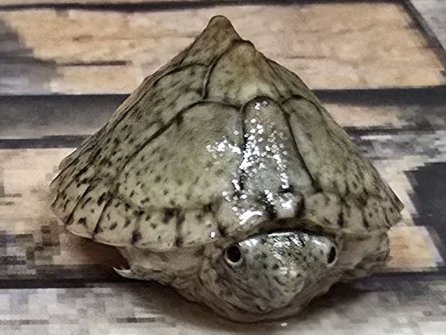 カブトニオイガメ