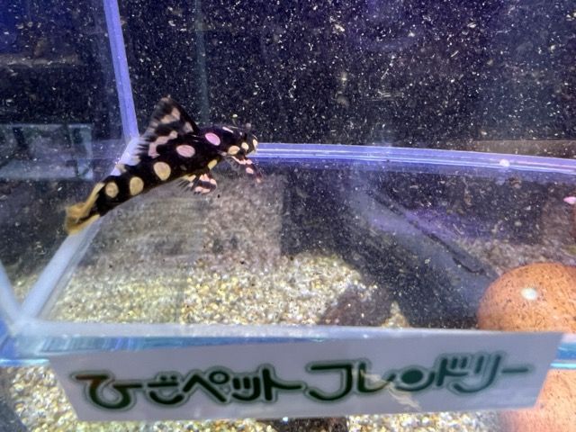 マグナムプレコ[オパールドットマグナムプレコ] | ひごペット