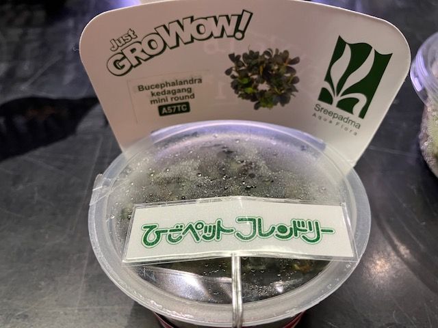 活着水草[ブセファランドラ・クダガンミニラウンドGROWOW 組織培養