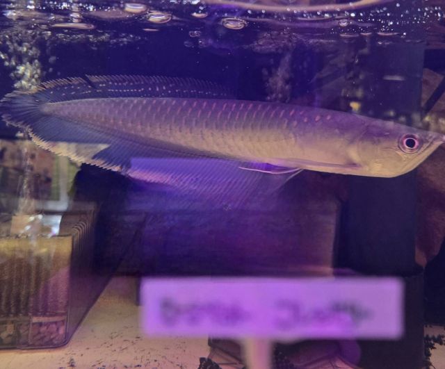 ブラックアロワナ ブラック・アロワナ－水族館の生き物たち情報：南米アマゾン川－【公式