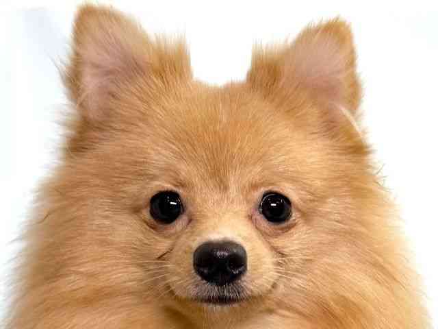 大阪府のポメラニアン (ひごペットフレンドリーイオンそよら海老江店/2025年2月9日生まれ/女の子/クリーム)の子犬の1枚目の画像