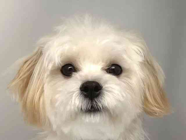 京都府のマルプー(マルチーズ×プードル) (ひごペットフレンドリー洛北阪急スクエア店/2025年3月2日生まれ/女の子/クリーム)の子犬の1枚目の画像