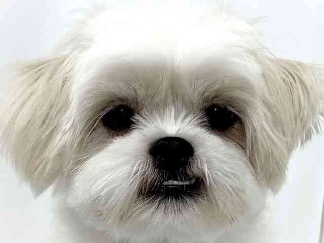 和歌山県のペキマル/マルペキ(ペキニーズ×マルチーズ) (ひごペットフレンドリーパームシティ和歌山店/2025年3月30日生まれ/男の子/ホワイト)の子犬の1枚目の画像