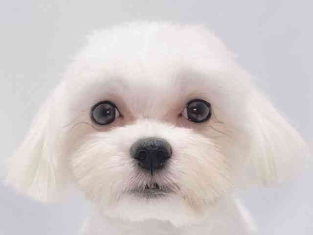 大阪府のマルチーズ (ひごペットフレンドリーイズミヤショッピングセンター千里丘店/2025年4月2日生まれ/男の子/ホワイト)の子犬の1枚目の画像