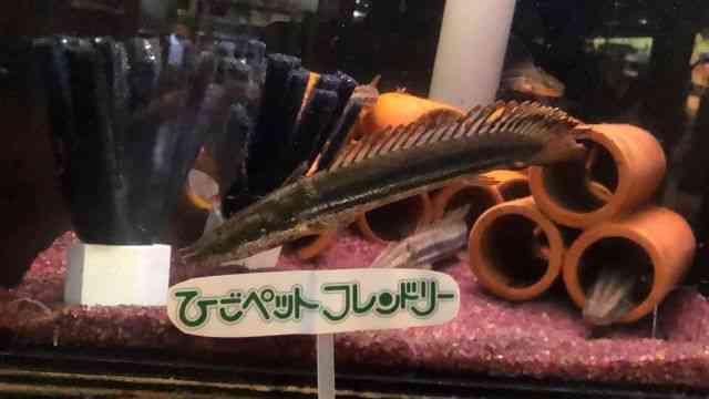 ポリプテルス・ビキール・ビキール　25センチ 楽天市場】ポリプテルス ビキール（観賞魚｜熱帯魚・アクアリウム