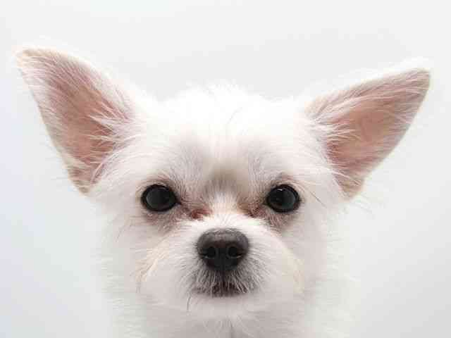 奈良県のチワマル/マルチワ(チワワ×マルチーズ) (ひごペットフレンドリー田原本店/2025年4月5日生まれ/男の子/ホワイト)の子犬の1枚目の画像