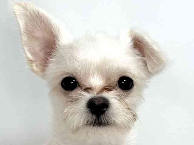 大阪府のハーフ犬・ミックス犬 (ひごペットフレンドリーイオンそよら海老江店/2025年4月5日生まれ/男の子/ホワイト)の子犬の1枚目の画像