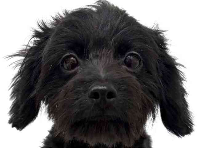 大阪府のハーフ犬・ミックス犬 (ひごペットフレンドリーベルファⅡ都島店/2025年4月11日生まれ/男の子/ブラック)の子犬の1枚目の画像