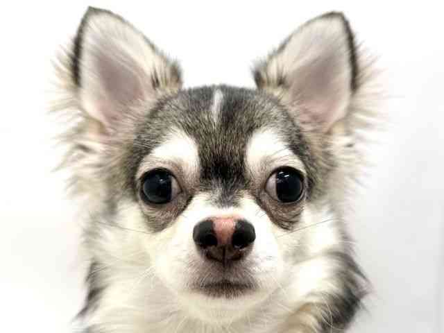 広島県のチワワ(ロング) (ひごペットフレンドリーゆめタウン廿日市店/2025年4月21日生まれ/男の子/ウルフホワイト)の子犬の1枚目の画像