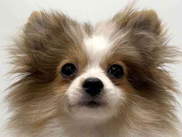 愛知県のポメラニアン (ひごペットフレンドリーヴィアモール アピタ江南西店/2025年4月25日生まれ/女の子/オレンジホワイト)の子犬の1枚目の画像