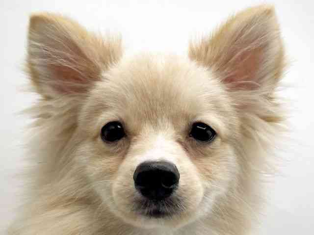 奈良県のポメラニアン (ひごペットフレンドリートナリエ大和高田店/2025年4月27日生まれ/男の子/クリーム)の子犬の1枚目の画像