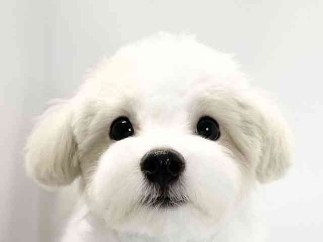 愛媛県のマルプー(マルチーズ×プードル) (ひごペットフレンドリーイオンモール今治新都市店/2025年5月5日生まれ/男の子/アプリコット)の子犬の1枚目の画像