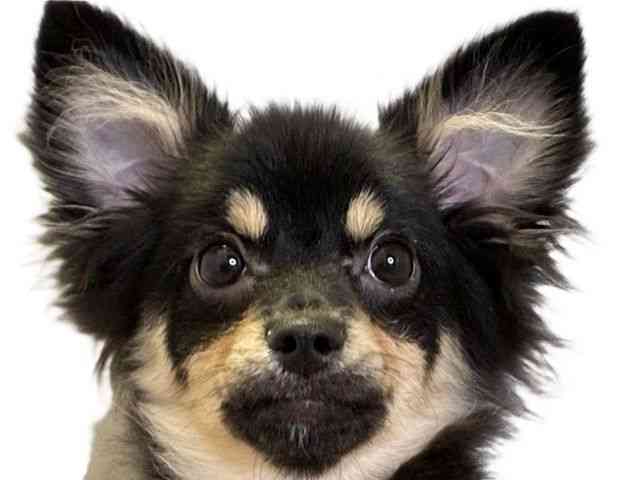 愛媛県のハーフ犬・ミックス犬 (ひごペットフレンドリーエミフルMASAKI店/2025年5月4日生まれ/男の子/ブラックタン)の子犬の1枚目の画像