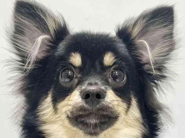 高知県のポメチワ/チワポメ/ポメチー(ポメラニアン×チワワ) (ひごペットフレンドリーイオンモール高知店/2025年5月4日生まれ/男の子/ブラックタン)の子犬の1枚目の画像