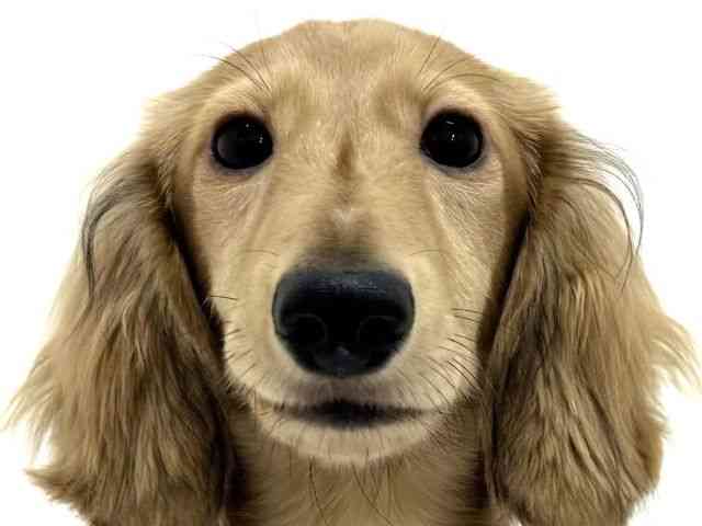 大阪府のカニンヘンダックスフンド(ロング) (ひごペットフレンドリーくずはモール店/2025年5月8日生まれ/男の子/シェーデットイエロー)の子犬の1枚目の画像