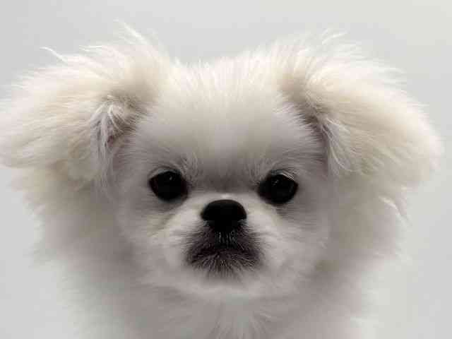 愛知県のハーフ犬・ミックス犬 (ひごペットフレンドリープライムツリー赤池店/2025年5月7日生まれ/男の子/ホワイト)の子犬の1枚目の画像