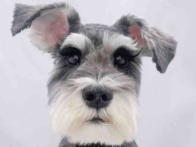 大阪府のミニチュアシュナウザー (ひごペットフレンドリーイズミヤショッピングセンター千里丘店/2025年5月11日生まれ/男の子/ソルトペッパー)の子犬の1枚目の画像