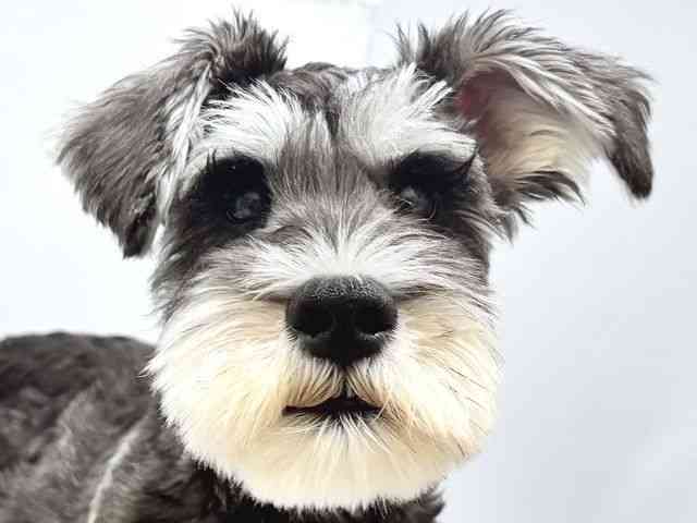 奈良県のミニチュアシュナウザー (ひごペットフレンドリー奈良パワーシティ店/2025年5月11日生まれ/男の子/ソルトペッパー)の子犬の1枚目の画像