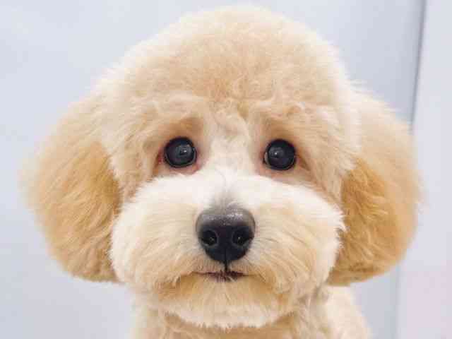 大阪府のトイプードル(トイ) (ひごペットフレンドリーイズミヤショッピングセンター千里丘店/2025年5月12日生まれ/男の子/アプリコット)の子犬の1枚目の画像