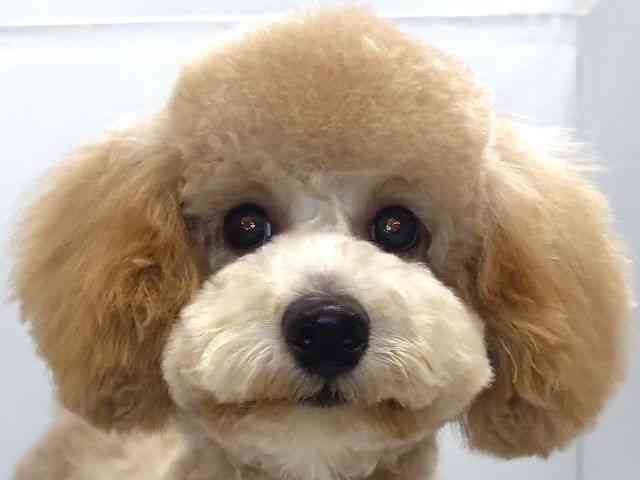 奈良県のトイプードル(トイ) (ひごペットフレンドリー奈良パワーシティ店/2025年5月12日生まれ/男の子/アプリコット)の子犬の1枚目の画像