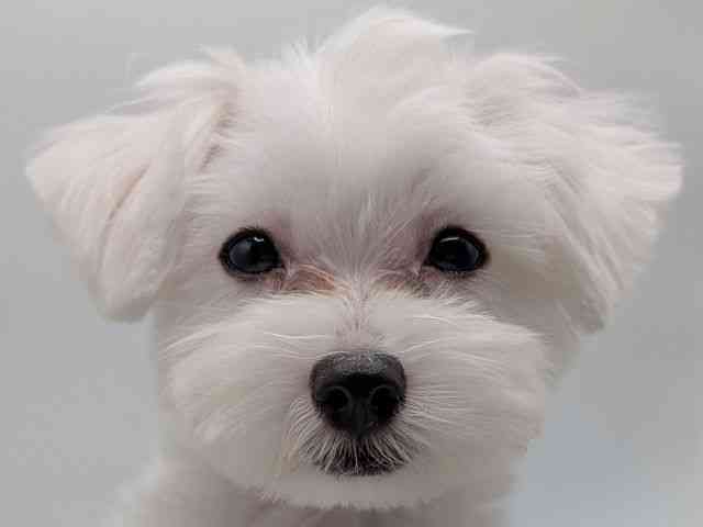 香川県のマルチーズ (ひごペットフレンドリーゆめタウン高松店/2025年5月12日生まれ/男の子/ホワイト)の子犬の1枚目の画像