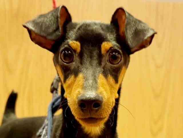 兵庫県のミニチュアピンシャー (ひごペットフレンドリーコロワ甲子園店/2025年5月13日生まれ/男の子/ブラックタン)の子犬の1枚目の画像