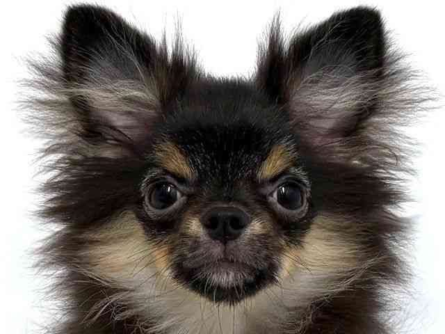 大阪府のポメチワ/チワポメ/ポメチー(ポメラニアン×チワワ) (ひごペットフレンドリーベルファⅡ都島店/2025年5月15日生まれ/男の子/ブラックタン)の子犬の1枚目の画像