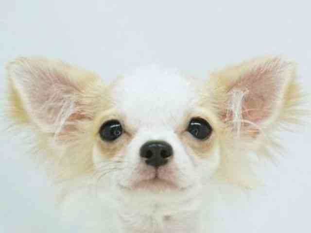 福岡県のチワワ(ロング) (ひごペットフレンドリーゆめタウン筑紫野店/2025年5月18日生まれ/女の子/ホワイトレッド)の子犬の1枚目の画像