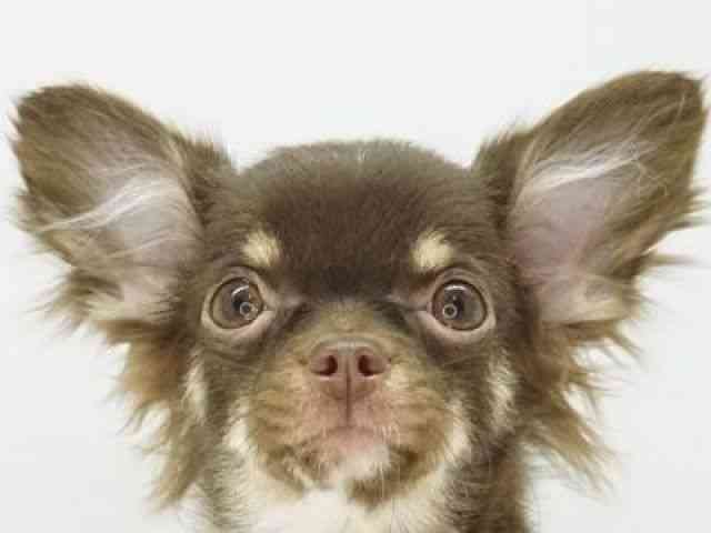 福岡県のチワワ(ロング) (ひごペットフレンドリーゆめタウン筑紫野店/2025年5月20日生まれ/女の子/チョコレートタン)の子犬の1枚目の画像