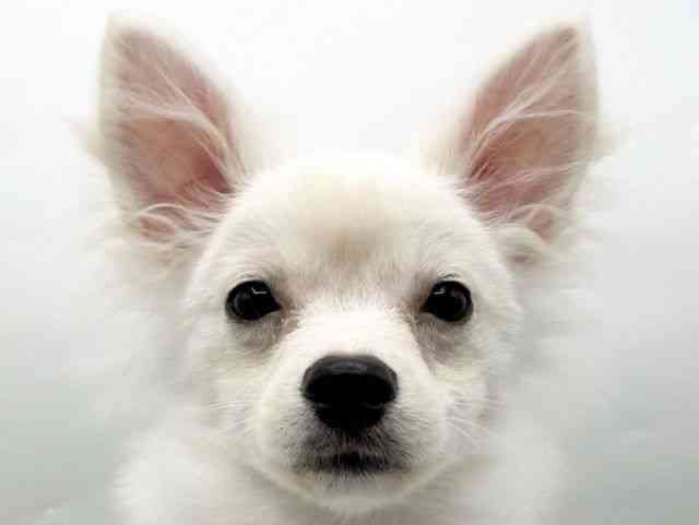 奈良県のポメチワ/チワポメ/ポメチー(ポメラニアン×チワワ) (ひごペットフレンドリートナリエ大和高田店/2025年5月22日生まれ/男の子/クリーム)の子犬の1枚目の画像