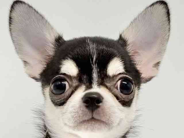 大阪府のチワワ(スムース) (ひごペットフレンドリーイオンタウン豊中庄内店/2025年5月24日生まれ/男の子/ブラックタンホワイト)の子犬の1枚目の画像