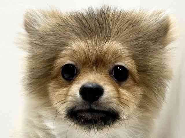 愛知県のポメラニアン (ひごペットフレンドリーららぽーと名古屋みなとアクルス店/2025年5月25日生まれ/男の子/オレンジ)の子犬の1枚目の画像