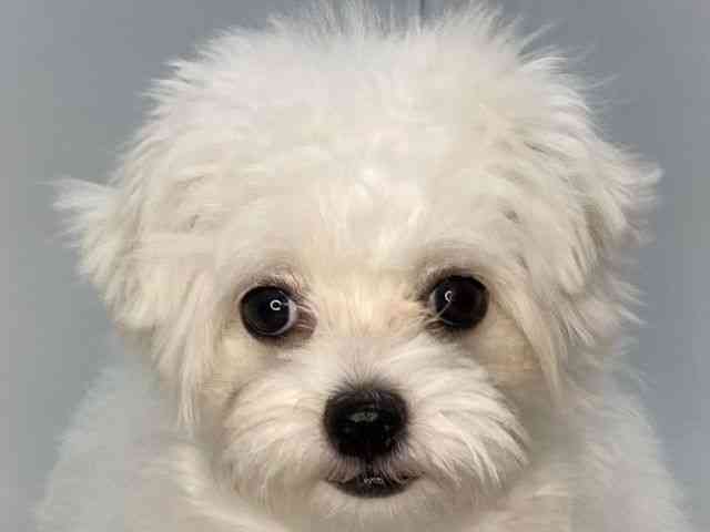 島根県のチワマル/マルチワ(チワワ×マルチーズ) (ひごペットフレンドリーイオンモール出雲店/2025年5月18日生まれ/女の子/ホワイト)の子犬の1枚目の画像