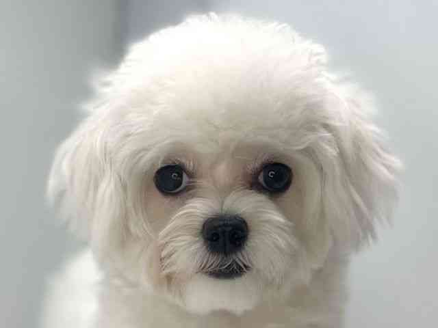 島根県のチワマル/マルチワ(チワワ×マルチーズ) (ひごペットフレンドリーイオンモール出雲店/2025年5月18日生まれ/女の子/ホワイト)の子犬の1枚目の画像