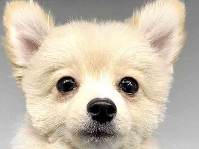 徳島県のポメラニアン (ひごペットフレンドリーゆめタウン徳島店/2025年5月21日生まれ/男の子/クリーム)の子犬の1枚目の画像