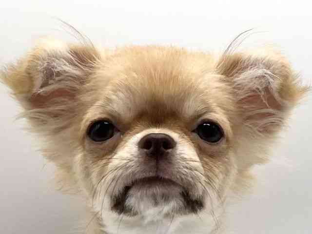 京都府のチワワ(ロング) (ひごペットフレンドリーイオンモール高の原店/2025年5月26日生まれ/女の子/フォーンホワイト)の子犬の1枚目の画像